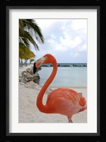 Pink Flamingo on Renaissance Island, Aruba, Caribbean Fine Art Print