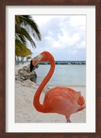 Pink Flamingo on Renaissance Island, Aruba, Caribbean Fine Art Print