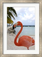 Pink Flamingo on Renaissance Island, Aruba, Caribbean Fine Art Print