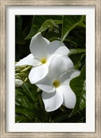 White Flowers on Palm Beach, Aruba Fine Art Print