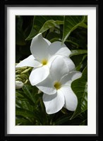 White Flowers on Palm Beach, Aruba Fine Art Print
