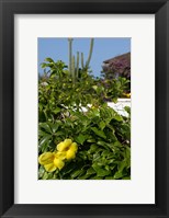 Yellow Flowers, Cacti and Home, Aruba, Caribbean Fine Art Print