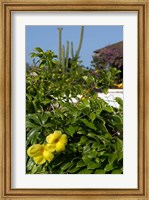 Yellow Flowers, Cacti and Home, Aruba, Caribbean Fine Art Print