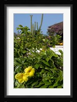 Yellow Flowers, Cacti and Home, Aruba, Caribbean Fine Art Print