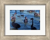 Australia, Perth, Bibra Lake Black Swans Fine Art Print