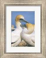 Pair of Gannet tropical birds, Cape Kidnappers New Zealand Fine Art Print