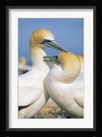 Pair of Gannet tropical birds, Cape Kidnappers New Zealand Fine Art Print