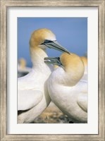 Pair of Gannet tropical birds, Cape Kidnappers New Zealand Fine Art Print