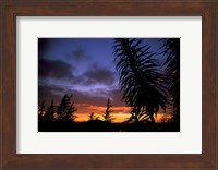 Dunedin, South Island, New Zealand, Trees and sunset Fine Art Print