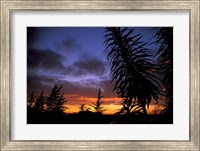 Dunedin, South Island, New Zealand, Trees and sunset Fine Art Print