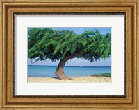 Kwihi Tree,  Aruba, Caribbean Fine Art Print