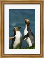 Yellow-Eyed Penguin, Enderby Is, Auckland, New Zealand Fine Art Print
