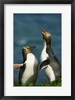 Yellow-Eyed Penguin, Enderby Is, Auckland, New Zealand Fine Art Print