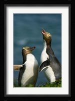 Yellow-Eyed Penguin, Enderby Is, Auckland, New Zealand Fine Art Print