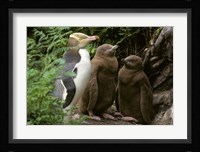 Yellow-Eyed Penguin, New Zealand Fine Art Print