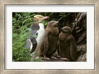 Yellow-Eyed Penguin, New Zealand Fine Art Print