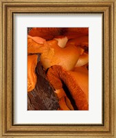 Mushrooms on Stump, New Zealand Fine Art Print