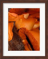 Mushrooms on Stump, New Zealand Fine Art Print