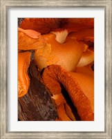 Mushrooms on Stump, New Zealand Fine Art Print