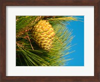 Pine Cone in Tree, New Zealand Fine Art Print