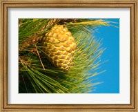 Pine Cone in Tree, New Zealand Fine Art Print