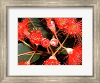 Rata Tree Blossoms, New Zealand Fine Art Print