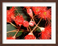 Rata Tree Blossoms, New Zealand Fine Art Print