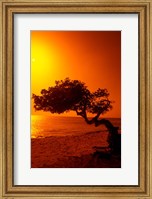 Lone Divi Divi Tree at Sunset, Aruba Fine Art Print