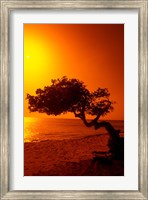 Lone Divi Divi Tree at Sunset, Aruba Fine Art Print