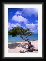 Lone Divi Tree, Aruba, Caribbean Fine Art Print