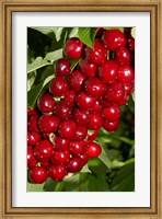 Agriculture, Cherry Orchard, South Island, New Zealand Fine Art Print