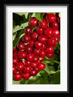 Agriculture, Cherry Orchard, South Island, New Zealand Fine Art Print