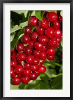 Agriculture, Cherry Orchard, South Island, New Zealand Fine Art Print