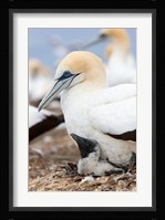Australasian Gannet chick and parent on nest, North Island, New Zealand Fine Art Print