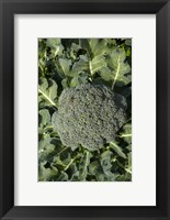 Broccoli growing in the garden Fine Art Print