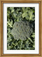 Broccoli growing in the garden Fine Art Print