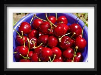 Bucket of cherries, Cromwell, Central Otago, South Island, New Zealand Fine Art Print