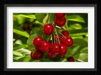 Cherry Orchard, Cromwell, Central Otago, South Island, New Zealand Fine Art Print