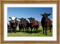 Cows, Kaikoura, Seaward Kaikoura Ranges, Marlborough, South Island, New Zealand Fine Art Print