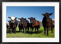 Cows, Kaikoura, Seaward Kaikoura Ranges, Marlborough, South Island, New Zealand Fine Art Print