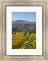 Felton Road Vineyard, Autumn, Bannockburn, Central Otago, South Island, New Zealand Fine Art Print