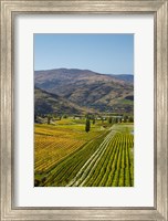 Felton Road Vineyard, Autumn, Bannockburn, Central Otago, South Island, New Zealand Fine Art Print