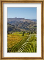 Felton Road Vineyard, Autumn, Bannockburn, Central Otago, South Island, New Zealand Fine Art Print