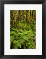 Ferns and native bush near Matai Falls, Catlins, South Otago, South Island, New Zealand Fine Art Print
