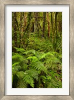 Ferns and native bush near Matai Falls, Catlins, South Otago, South Island, New Zealand Fine Art Print