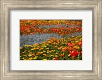 Flower garden, Pollard Park, Blenheim, Marlborough, South Island, New Zealand (horizontal) Fine Art Print