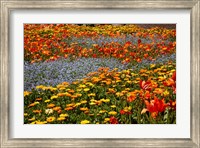 Flower garden, Pollard Park, Blenheim, Marlborough, South Island, New Zealand (horizontal) Fine Art Print