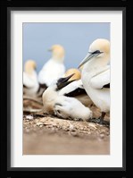 Gannet tropical birds, Cape Kidnappers New Zealand Fine Art Print