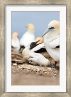 Gannet tropical birds, Cape Kidnappers New Zealand Fine Art Print