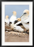 Gannet tropical birds, Cape Kidnappers New Zealand Fine Art Print